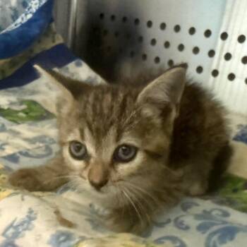 Ms. Ribbit -  Domestic Short Hair Cat for Adoption in Norman, Oklahoma - Ms. Ribbit | PetCurious