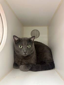 Bowser (Couch) -  Domestic Short Hair Cat for Adoption in Johnson City, Tennessee - Bowser (Couch) | PetCurious
