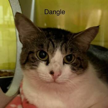 Dangle -  Domestic Short Hair Cat for Adoption in Parkersburg, West Virginia - Dangle | PetCurious