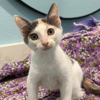 Poppy -  Domestic Short Hair Cat for Adoption in Harlingen, Texas - Poppy | PetCurious