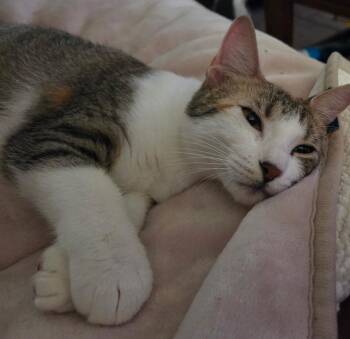 Kibitz -  American Shorthair Cat for Adoption in Round Rock, Texas - Kibitz | PetCurious