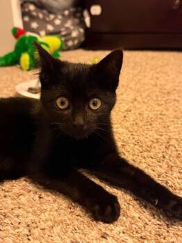 Esme -  Domestic Short Hair Cat for Adoption in Syracuse, Indiana - Esme | PetCurious