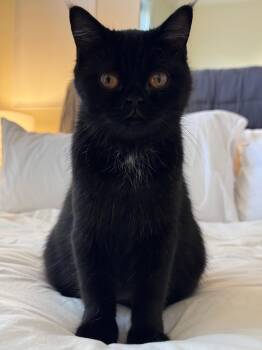 Sabian (Exotic Shorthair) -  Exotic Shorthair Cat for Adoption in Ypsilanti, Michigan - Sabian (Exotic Shorthair) | PetCurious
