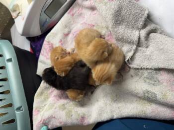 Domestic Short Hair Cats Available for Adoption in Riverside, California - NISSION | PetCurious