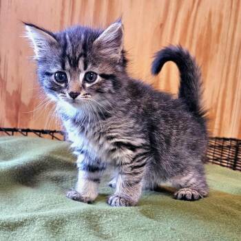 Domestic Medium Hair Cats Available for Adoption in Delta, Alabama - Fish | PetCurious
