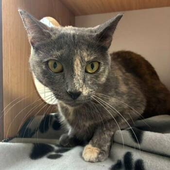 Domestic Short Hair Cats Available for Adoption in Laredo, Texas - Susie | PetCurious