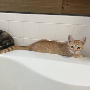 Odysseus -  Tabby and Domestic Short Hair Cat for Adoption in Knoxville, Tennessee - Odysseus | PetCurious
