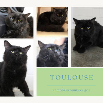 Rescue Domestic Medium Hair Cats for Adoption in Melbourne, Kentucky - Toulouse | PetCurious