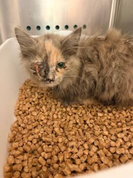 Southerland 6 -  Domestic Short Hair Cat for Adoption in Morgantown, Kentucky - Southerland 6 | PetCurious