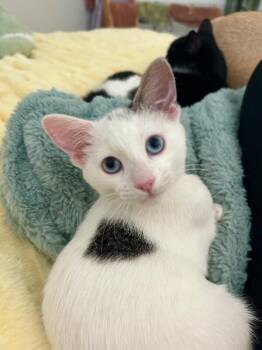 Indigo -  Turkish Van and Domestic Short Hair Cat for Adoption in Diamond Springs, California - Indigo | PetCurious