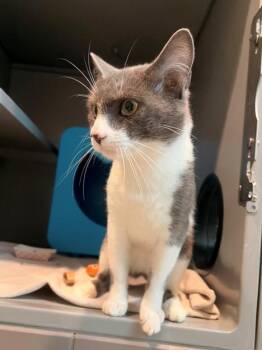 ARIES -  Domestic Short Hair Cat for Adoption in Leesburg, Virginia - ARIES | PetCurious