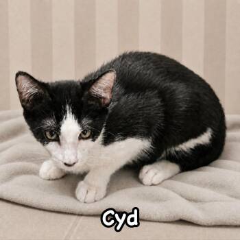Cyd -  Domestic Short Hair Cat for Adoption in Berkeley Heights, New Jersey - Cyd | PetCurious