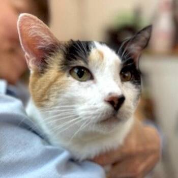 Molly Fish -  Calico and Domestic Short Hair Cat for Adoption in Friendswood, Texas - Molly Fish | PetCurious