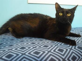 COCOA PEBBLES -  Domestic Short Hair Cat for Adoption in Sacramento, California - COCOA PEBBLES | PetCurious