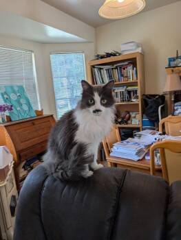 Domestic Long Hair Cats Available for Adoption - Stassi | PetCurious