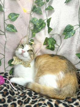 Calico Cats Available for Adoption in Tavares, Florida - Rose | PetCurious