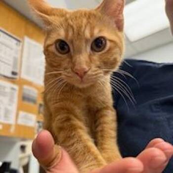 Nala -  Domestic Short Hair Cat for Adoption in Durango, Colorado - Nala | PetCurious