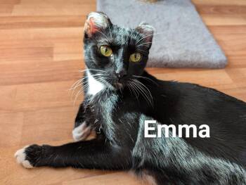 Domestic Short Hair Cats Available for Adoption - Emma | PetCurious