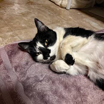 Rescue American Shorthair Cats for Adoption in Marion, North Carolina - Cleo (Community Assist) | PetCurious