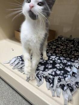 Wake -  Domestic Medium Hair and Domestic Short Hair Cat for Adoption in Pequot Lakes, Minnesota - Wake | PetCurious