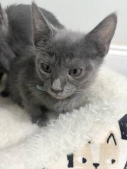 Tilapia -  Domestic Short Hair Cat for Adoption in Chamblee, Georgia - Tilapia | PetCurious