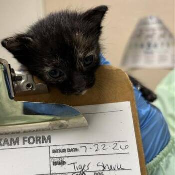 Tiger Shark -  Domestic Short Hair Cat for Adoption in Tempe, Arizona - Tiger Shark | PetCurious