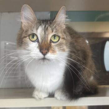 Fern -  Domestic Long Hair Cat for Adoption in Marshalltown, Iowa - Fern | PetCurious