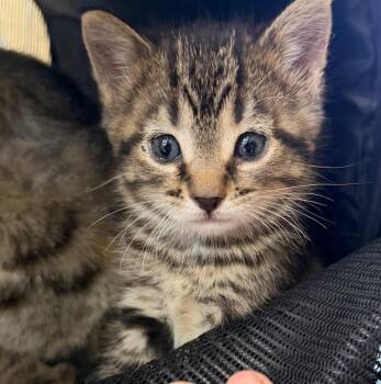 Junie -  Domestic Short Hair Cat for Adoption in Columbia, Illinois - Junie | PetCurious