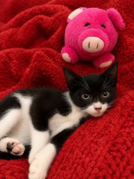 Catman -  American Shorthair Cat for Adoption in Homestead, Florida - Catman | PetCurious