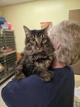 Domestic Long Hair Cats Available for Adoption in Meriden, Connecticut - Svindel/Tiggy | PetCurious
