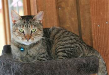 Estella -  Domestic Short Hair and Tabby Cat for Adoption in Attalla, Alabama - Estella | PetCurious