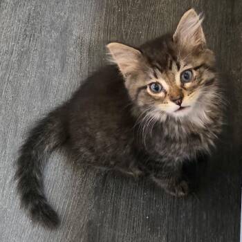 Groucho -  Domestic Medium Hair Cat for Adoption in Rochester, Minnesota - Groucho | PetCurious