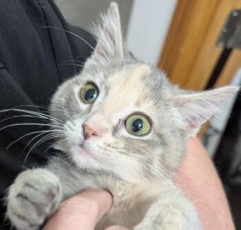 Primrose -  Domestic Short Hair Cat for Adoption in Dayton, Minnesota - Primrose | PetCurious