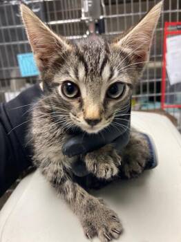 Taz -  Domestic Short Hair Cat for Adoption in Cincinnati, Ohio - Taz | PetCurious