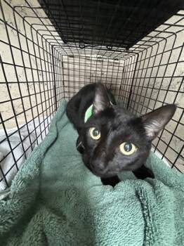 Rescue Domestic Short Hair Cats for Adoption in Largo, Florida - Noodles | PetCurious