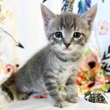 Dolly -  Domestic Short Hair Cat for Adoption in Mt. Juliet, Tennessee - Dolly | PetCurious