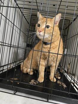 Domestic Medium Hair Cats Available for Adoption - GARFIELD | PetCurious