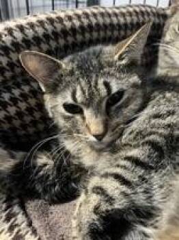 Domestic Short Hair Cats Available for Adoption - Legolas | PetCurious