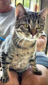 Rescue Domestic Short Hair Cats for Adoption in Minneapolis, Minnesota - Milton *FOSTER HOME NEEDED* | PetCurious