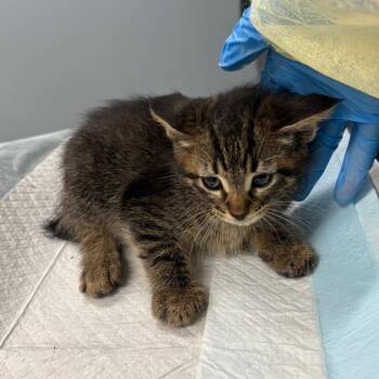 .png -  Domestic Short Hair Cat for Adoption in Oak Park, Illinois - .png | PetCurious