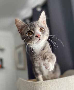 Domestic Short Hair Cats Available for Adoption - Hurley | PetCurious