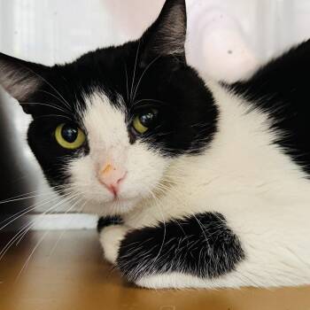 Domestic Short Hair Cats Available for Adoption in Oakland, California - Flounder (bonded W/ Trout) | PetCurious