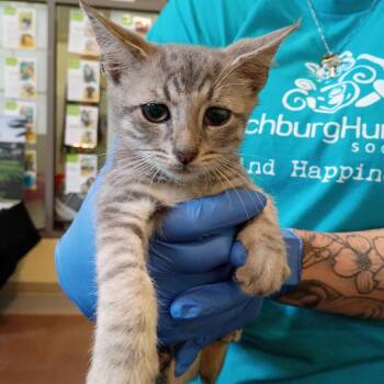 Baez -  Domestic Short Hair Cat for Adoption in Lynchburg, Virginia - Baez | PetCurious