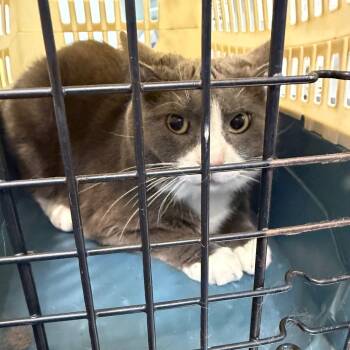 Rescue Domestic Short Hair Cats for Adoption in Greensboro, North Carolina - Whisper | PetCurious