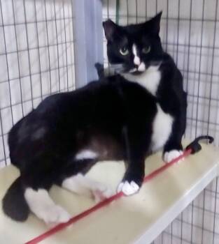 Rescue Tuxedo Cats for Adoption in Bothell, Washington - Moe | PetCurious