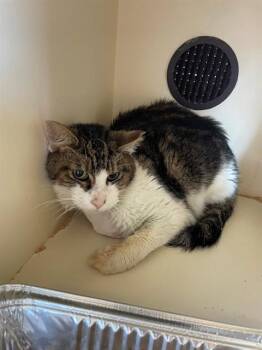 DAVID -  Domestic Short Hair Cat for Adoption in Louisville, Kentucky - DAVID | PetCurious