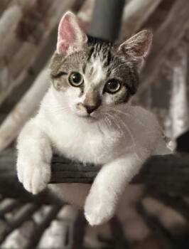 Domino -  Tabby and Domestic Short Hair Cat for Adoption in Walnut Creek, California - Domino | PetCurious