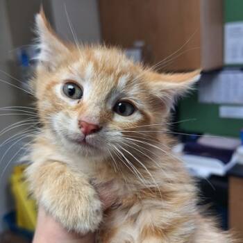 Rescue Domestic Short Hair Cats for Adoption in Kansas City, Missouri - Percy | PetCurious