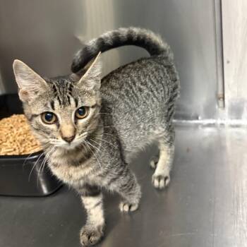 Goopy the Great -  Domestic Short Hair Cat for Adoption in Carencro, Louisiana - Goopy The Great | PetCurious