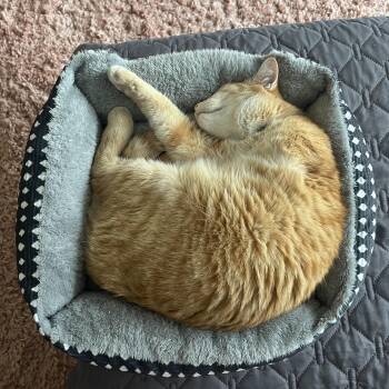 Domestic Short Hair Cats Available for Adoption - Charles | PetCurious